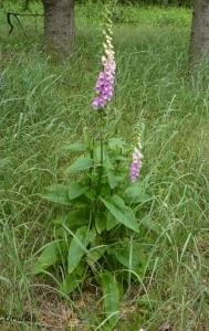 Náprstník červený - Digitalis purpurea ( Linné )