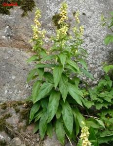 Náprstník velkokvětý - Digitalis grandiflora ( Mill. )