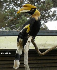 Dvojzoborožec žlutozobý - Buceros bicornis (Linnaeus, 1758 )