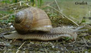 Hlemýžď zahradní - Helix pomatia ( Linnaeus, 1758 )