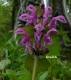 Hluchavka skvrnitá - Lamium maculatum (Linnaeus)