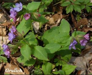 Plicník lékařský - Pulmonaria officinalis (Linnaeus)