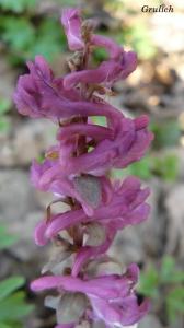 Dymnivka dutá - Corydalis cava (L.) Schweigg. & Körte