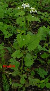 Česnáček lékařský - Alliaria petiolata (M. Bieb.; Cavara et Grande )