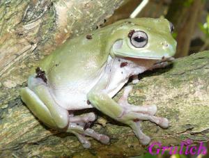 Rosnice siná - Litoria caerulea (White, 1790)