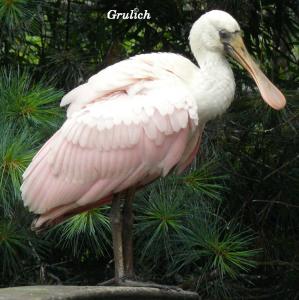 Kolpík růžový - Platalea ajaja (Linnaeus, 1758)