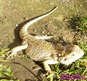 Agama vousatá - Pogona vitticeps (Ahl, 1926)