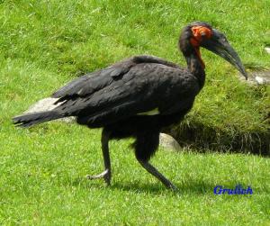 Zoborožec kaferský - Bucorvus leadbeateri (Vigors, 1825)