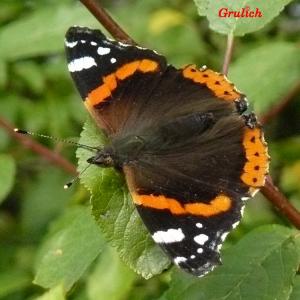 Babočka admirál - Vanessa atalanta (Linnaeus, 1758)