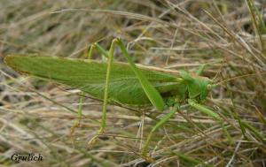 Kobylka zelená - Tettigonia viridissima (Linnaeus, 1758 )