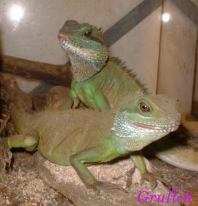 Agama kočinčinská - Physignathus cocincinus (Cuvier, 1829)