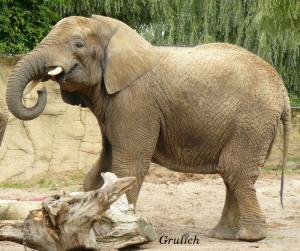 Slon africký - Loxodonta africana (Blumenbach, 1797)