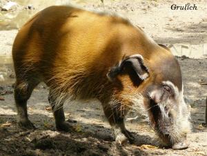 Štětkoun africký - Potamochoerus porcus (Linnaeus, 1758)