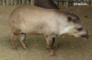 Tapír jihoamerický - Tapirus terrestris (Linnaeus, 1758)