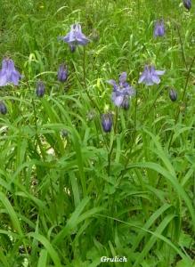 Orlíček obecný - Aquilegia vulgaris ( Linnaeus )