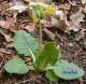 Prvosenka jarní - Primula veris ( Linnaeus )