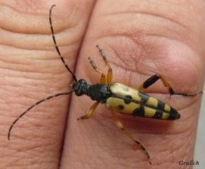 Tesařík ozbrojený - Leptura maculata (Poda, 1761)