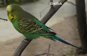 Andulka vlnkovaná - Melopsittacus undulatus (Shaw, 1805)