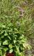 Bukvice lékařská - Betonica officinalis (Linné)