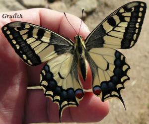 Otakárek fenyklový - Papilio machaon (Linnaeus, 1758)