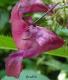 Netýkavka žláznatá - Impatiens glandulifera ( Royle  )