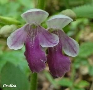 Medovník meduňkolistý - Melittis melissophyllum ( Linné )