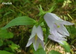 Zvonek širokolistý - Campanula latifolia (Linné)