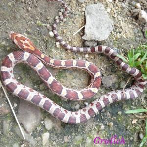 Užovka červená - Pantherophis guttatus (Linnaeus, 1766)