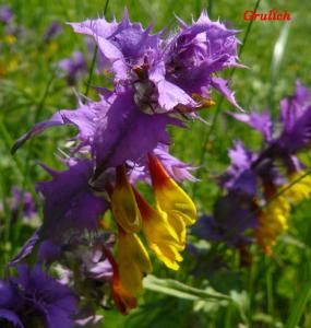 Černýš hajní - Melampyrum nemorosum (Linné)