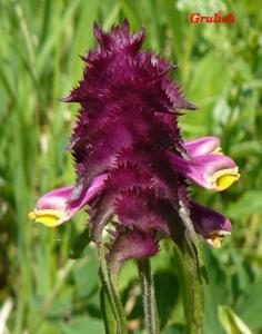 Černýš hřebenitý - Melampyrum cristatum (Linné)