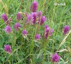 Černýš rolní - Melampyrum arvense (Linné)