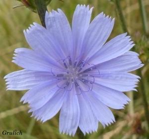 Čekanka obecná - Cichorium intybus (Linné)