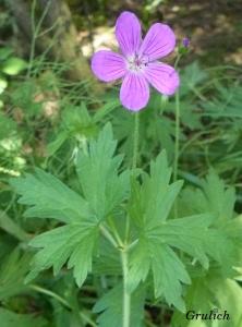 Kakost bahenní - Geranium palustre (Linné)