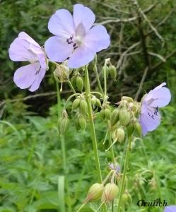 Kakost luční - Geranium pratense (Linné)