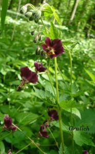 Kakost hnědočervený - Geranium phaeum (Linné)