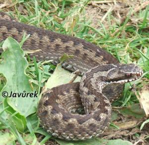 Zmije obecná - Vipera berus (Linnaeus, 1758)