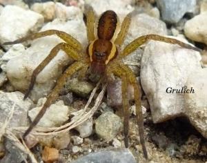 Lovčík vodní - Dolomedes fimbriatus (Clerck, 1757)