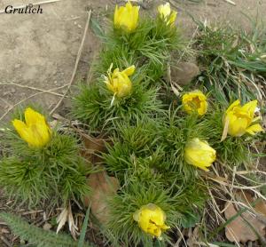 Hlaváček jarní - Adonis vernalis (Linné)