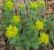 Pryšec mnohobarvý - Euphorbia epithymoides (Linné)