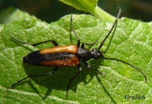 Tesařík černošpičký - Stenurella melanura (Linnaeus, 1758)