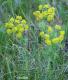 Pryšec chvojka - Euphorbia cyparissias (Linné)