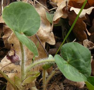 Kopytník evropský - Asarum europaeum (Linné)