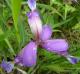 Kosatec trávovitý - Iris graminea (Linnaeus)