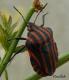 Kněžice pásovaná - Graphosoma italicum (O. F. Müller, 1766)