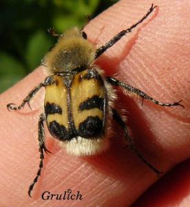 Zdobenec skvrnitý - Trichius fasciatus (Linnaeus, 1758)