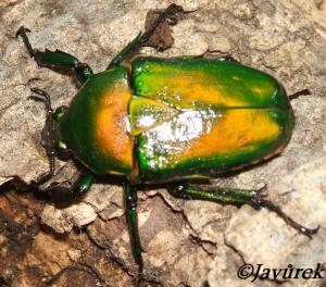 Dicronorrhina micans (Drury, 1773)