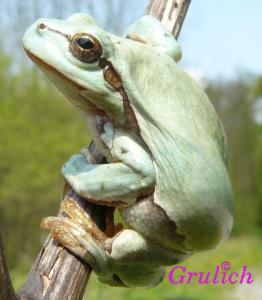 Rosnička zelená - Hyla arborea (Linnaeus, 1758)