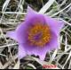 Koniklec velkokvětý - Pulsatilla grandis ( Wender. )