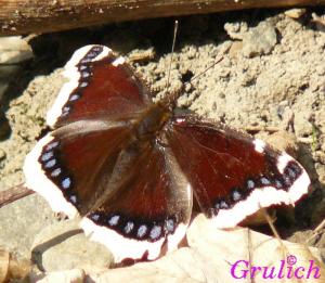 Babočka osiková - Nymphalis antiopa (Linnaeus, 1758)