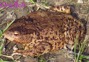 Ropucha obecná - Bufo bufo (Linnaeus, 1758)